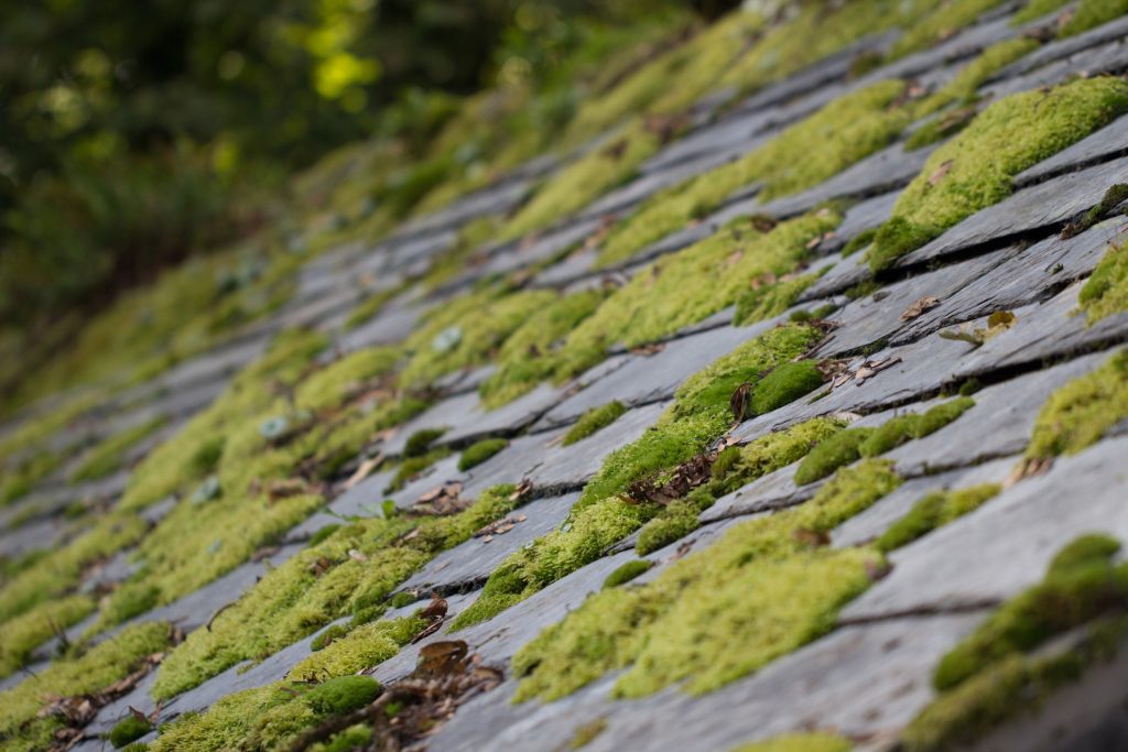 How to Keep Mold Off Your Roof | Roofer Norwalk | Westport