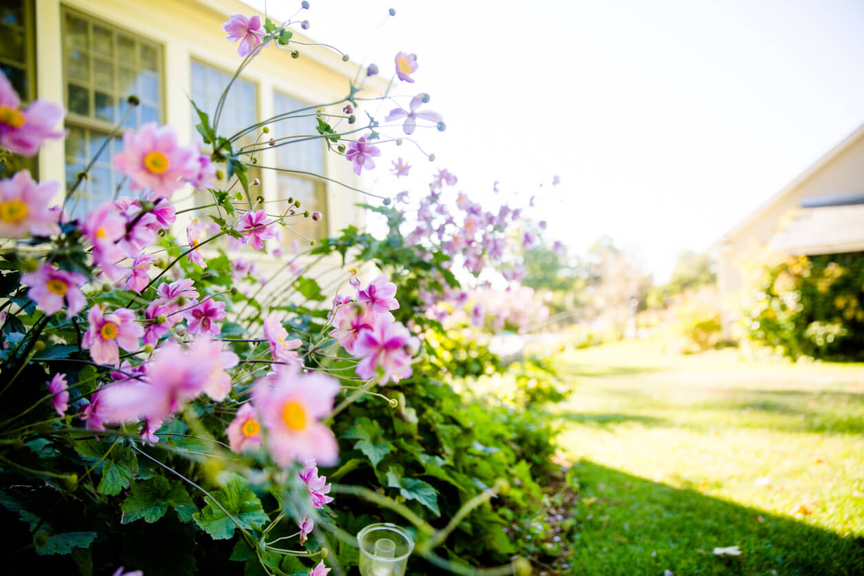 Flowers in front of a home in summer