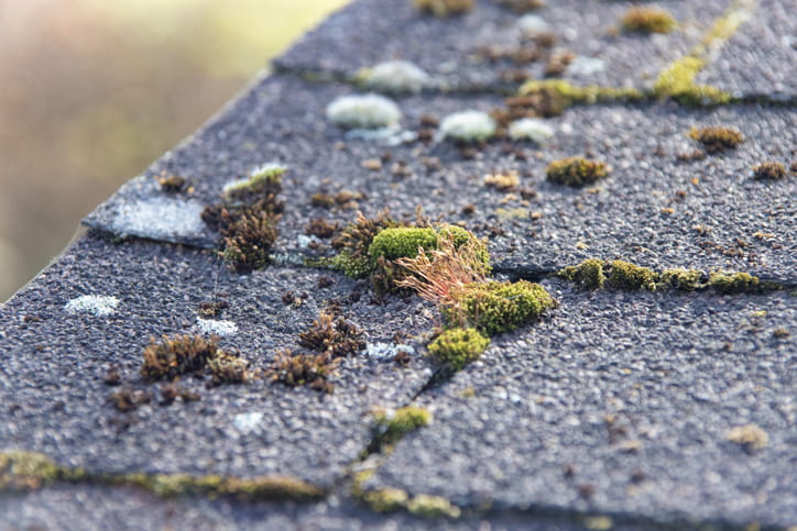 Roof with green algae on top