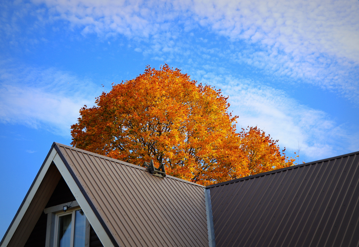 Brown metalic roof of house under the autmn tree against blue sky