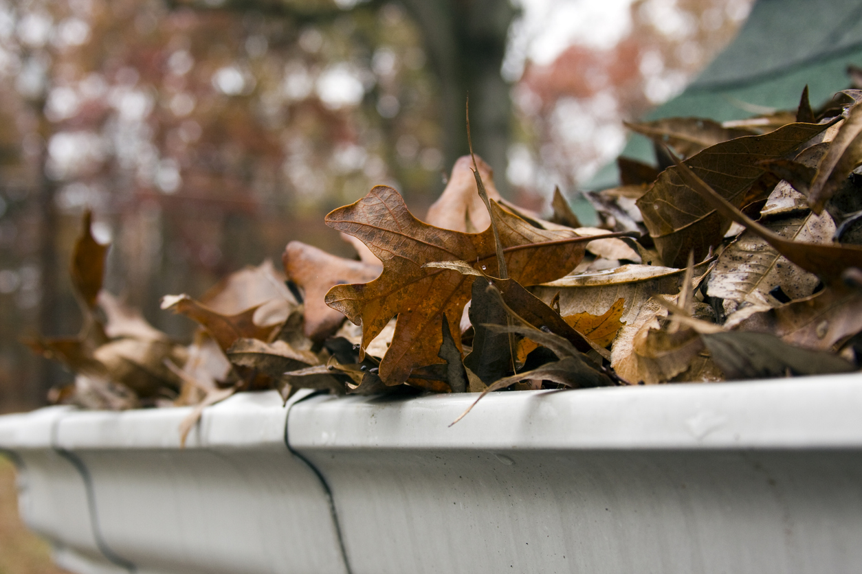 Close-up of dead leaves overflowing a gutter
