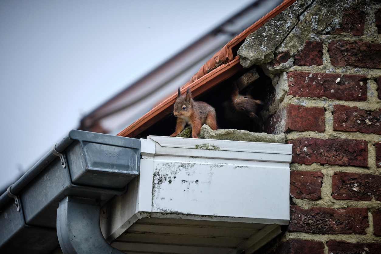 A family of curious squirrels made its nest in a high gutter,