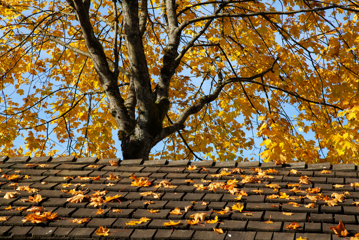 A strong autumn flavour. Leaves on a tree all turned to yellow colour. Some of the leaves fell onto the rooftop in foreground.